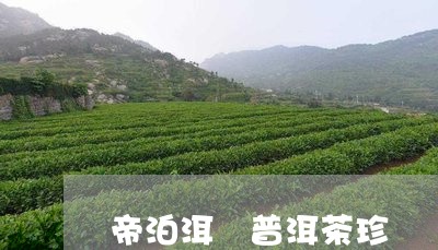 帝泊洱 普洱茶珍/2023031700471